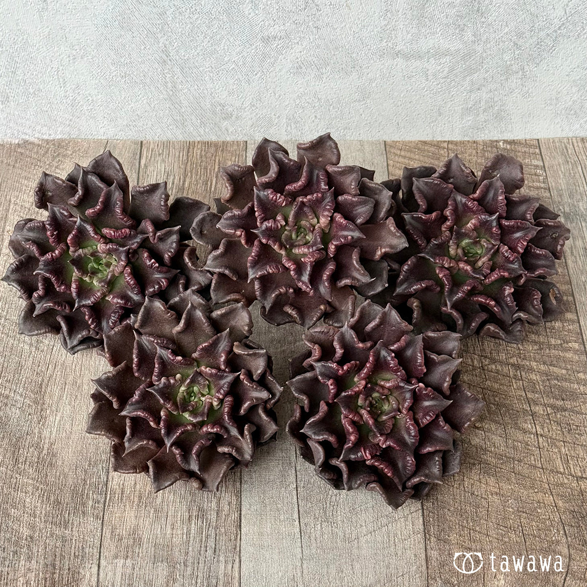 ＊新入荷＊　スーパーボウル