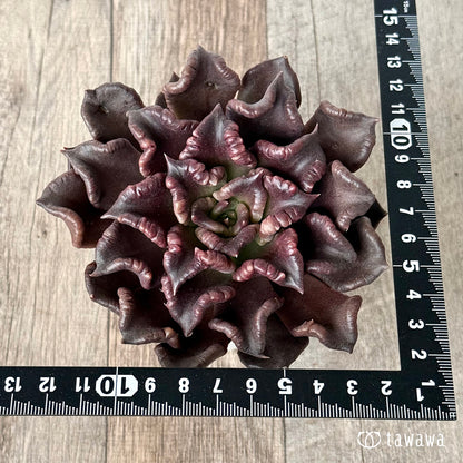 ＊新入荷＊　スーパーボウル