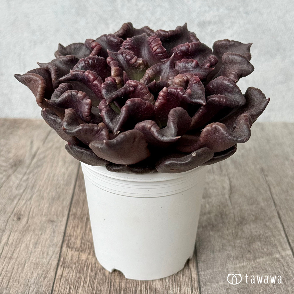 スーパーボウル – 多肉植物の通販・販売サイト tawawa
