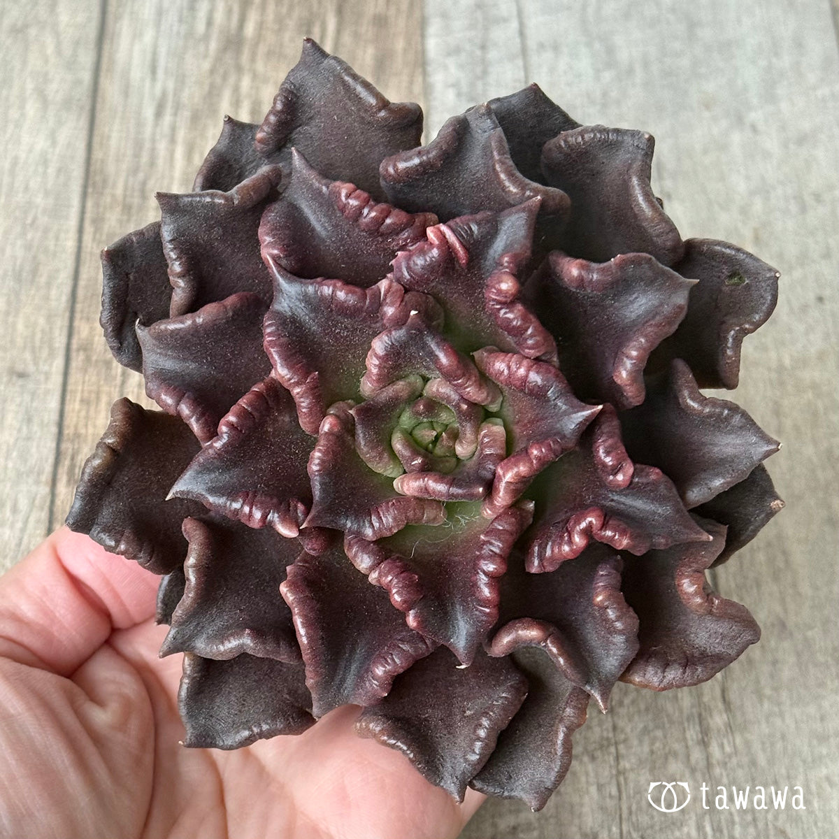 ＊新入荷＊　スーパーボウル