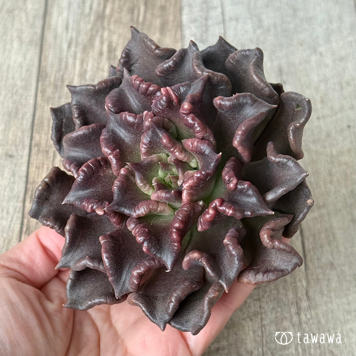 ＊新入荷＊　スーパーボウル