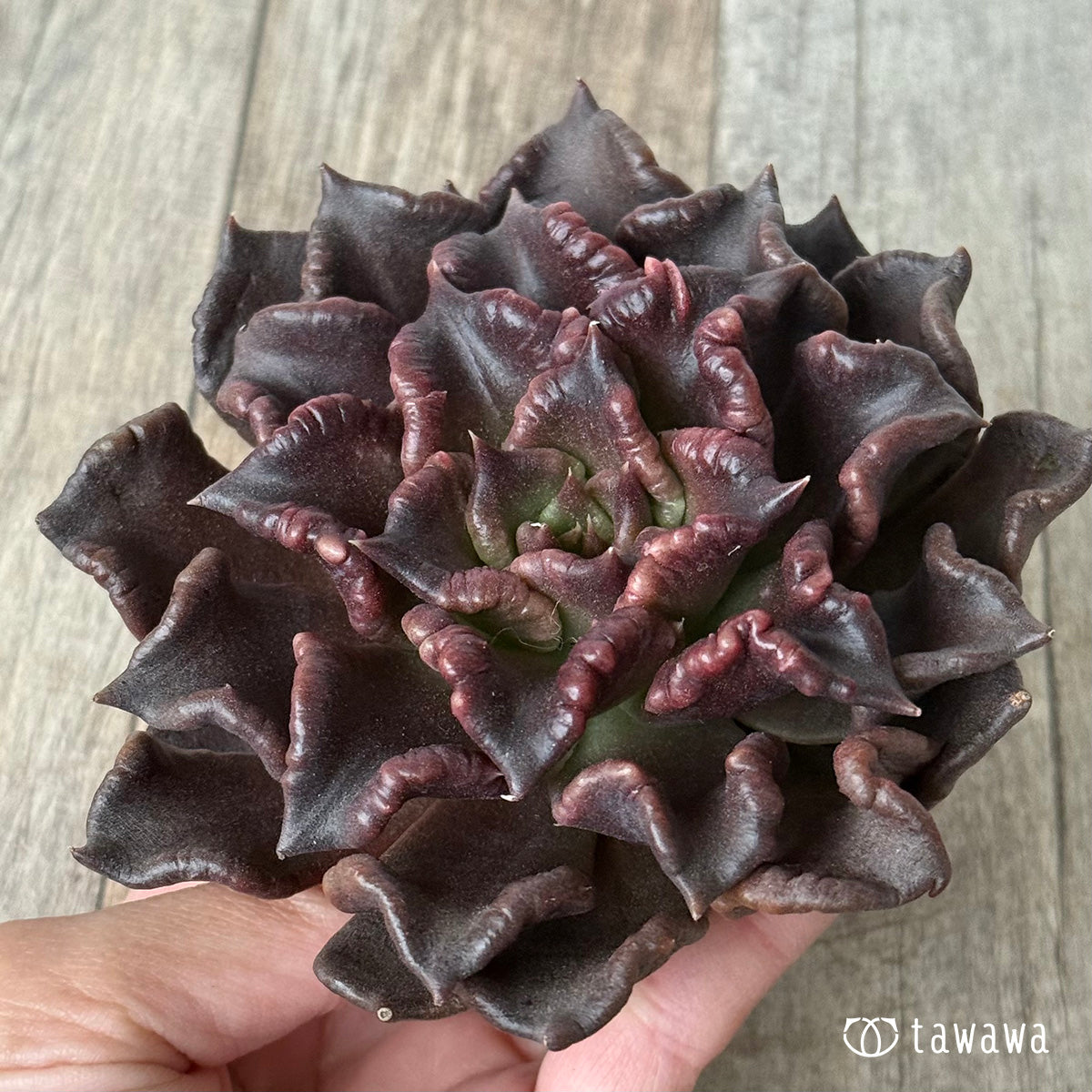 ＊新入荷＊　スーパーボウル