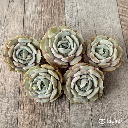 ＊新入荷＊　ローラ　