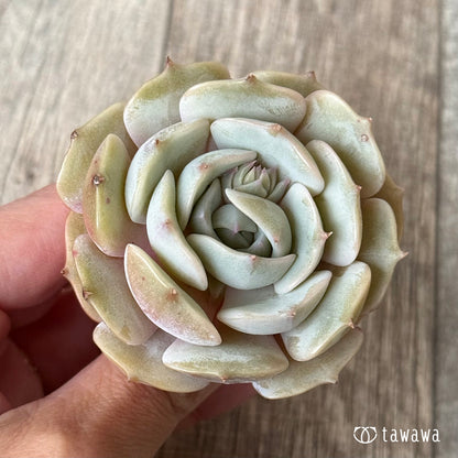 ＊新入荷＊　ローラ　