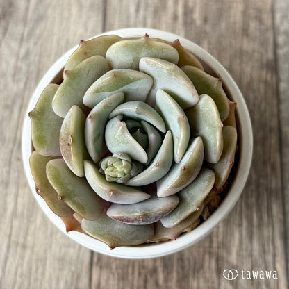 ＊新入荷＊　ローラ　