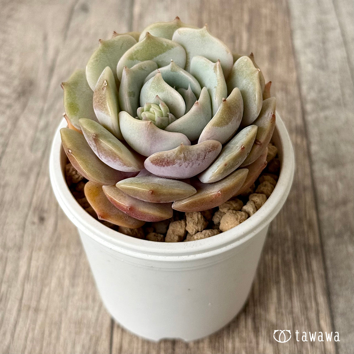 ローラ – 多肉植物の通販・販売サイト tawawa