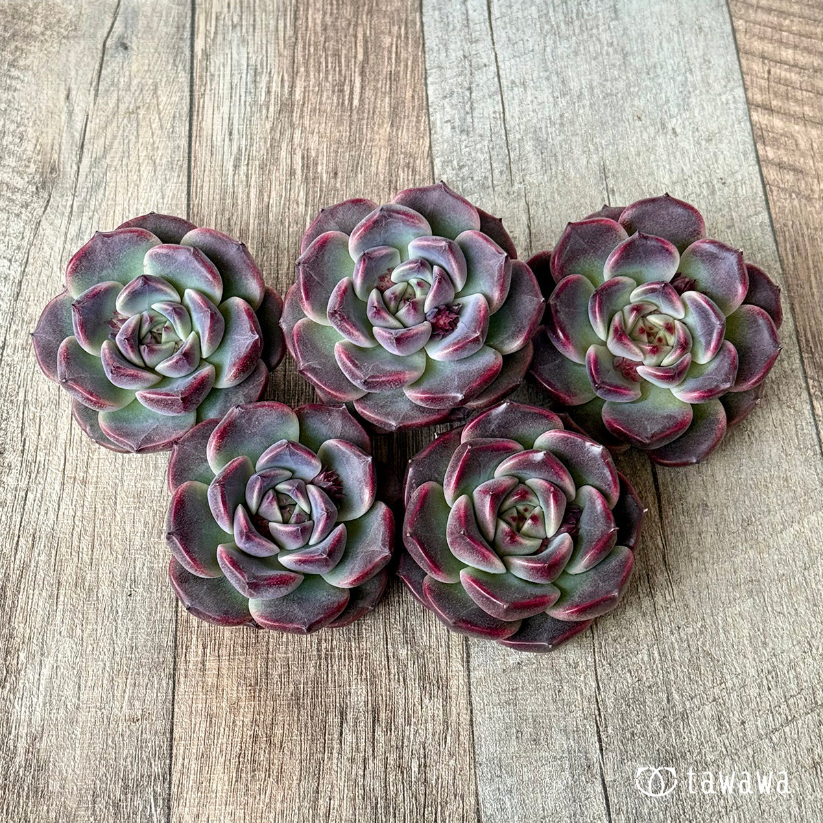 New Arrival* Cubic Frost