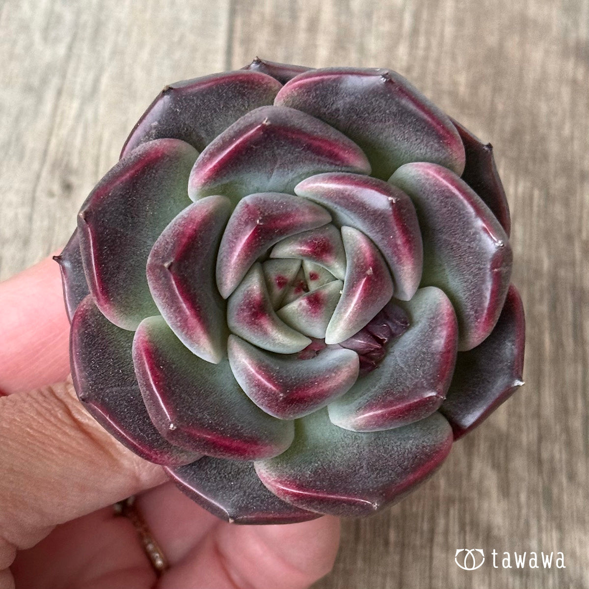 New Arrival* Cubic Frost