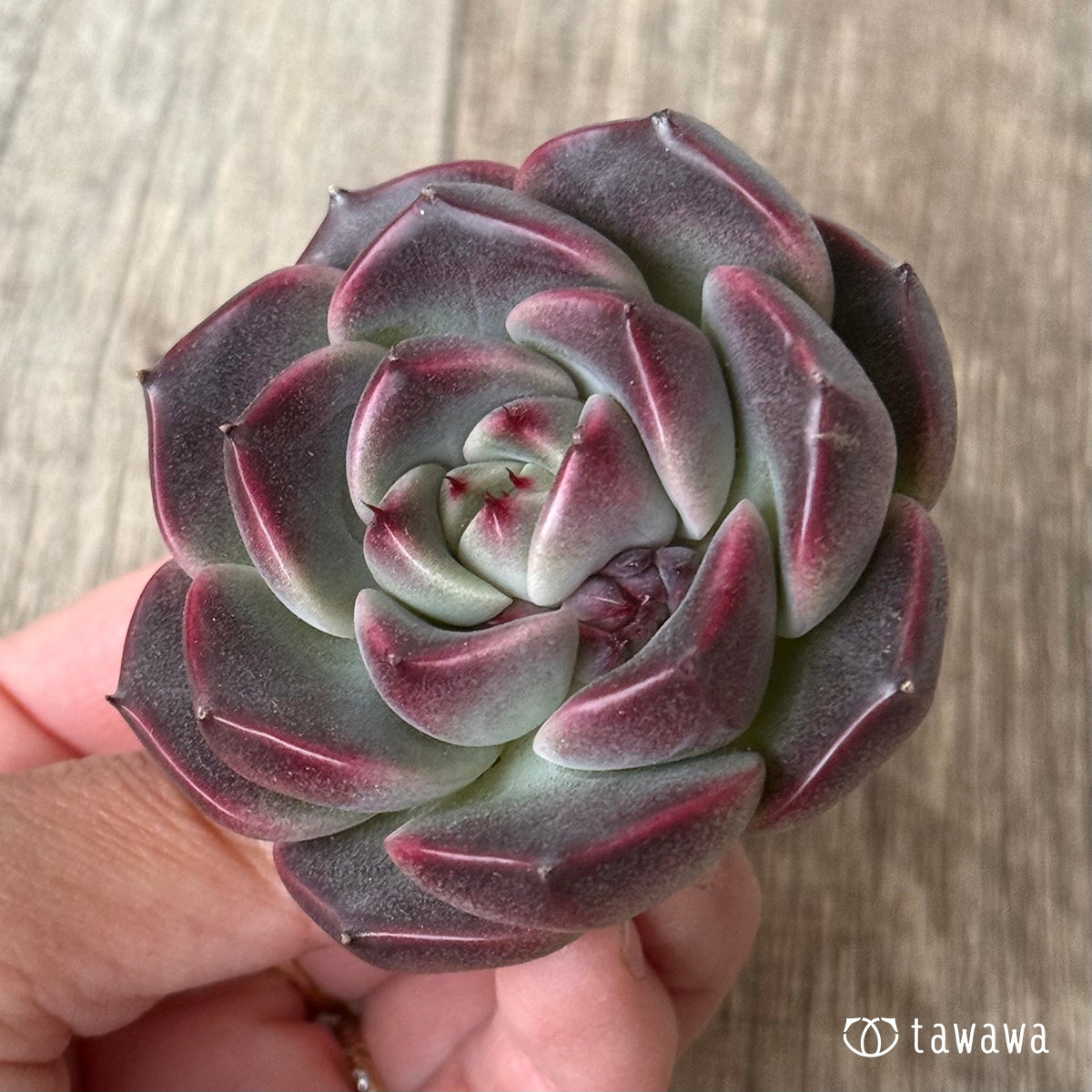 New Arrival* Cubic Frost