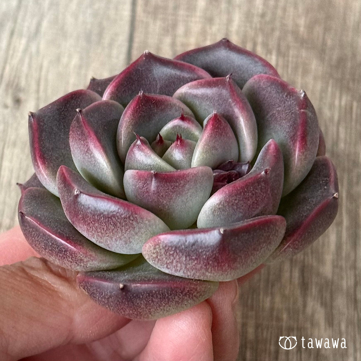 New Arrival* Cubic Frost