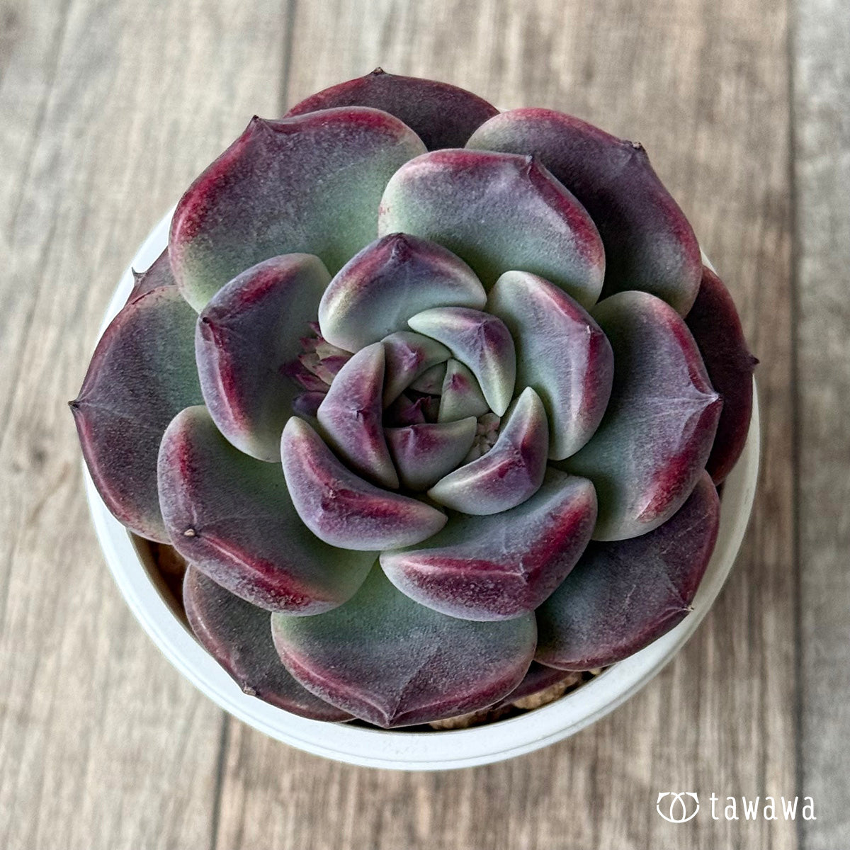 New Arrival* Cubic Frost