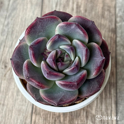 New Arrival* Cubic Frost