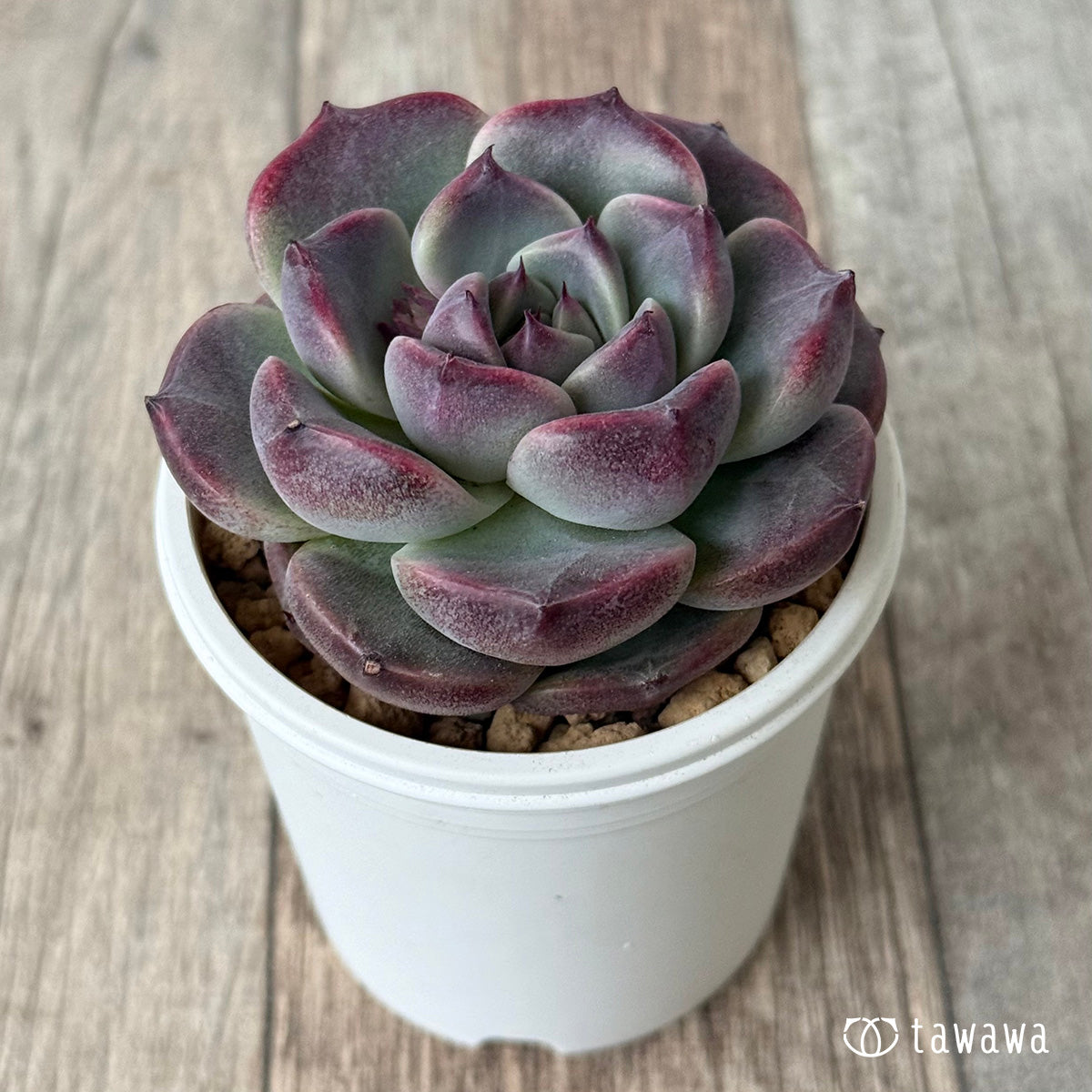 New Arrival* Cubic Frost