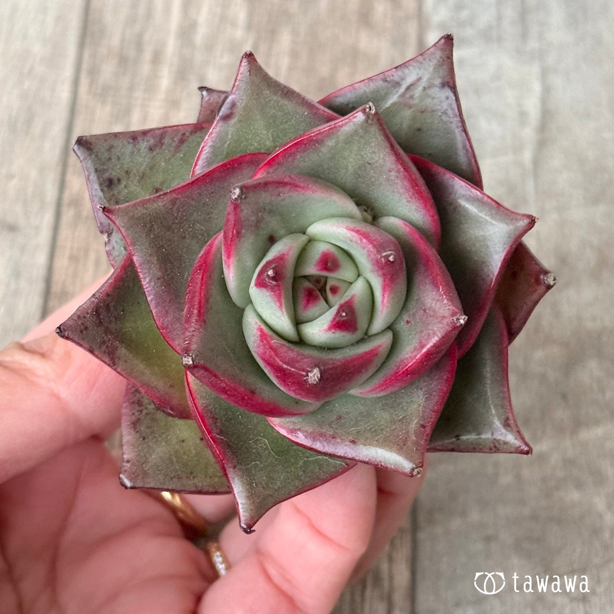 ＊新入荷＊　ステラ