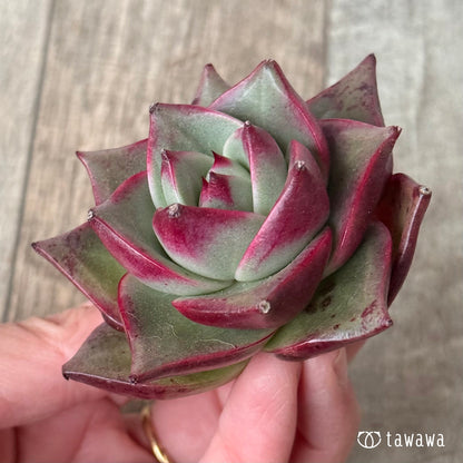 ＊新入荷＊　ステラ