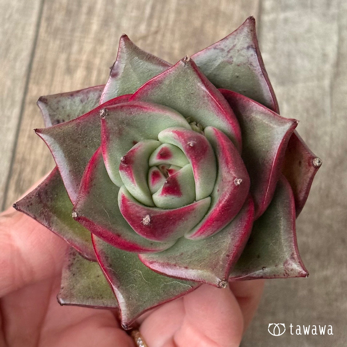 ＊新入荷＊　ステラ