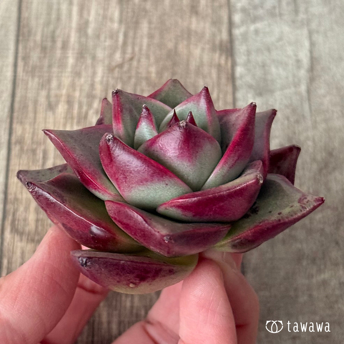 ＊新入荷＊　ステラ