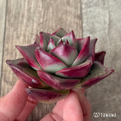 ＊新入荷＊　ステラ