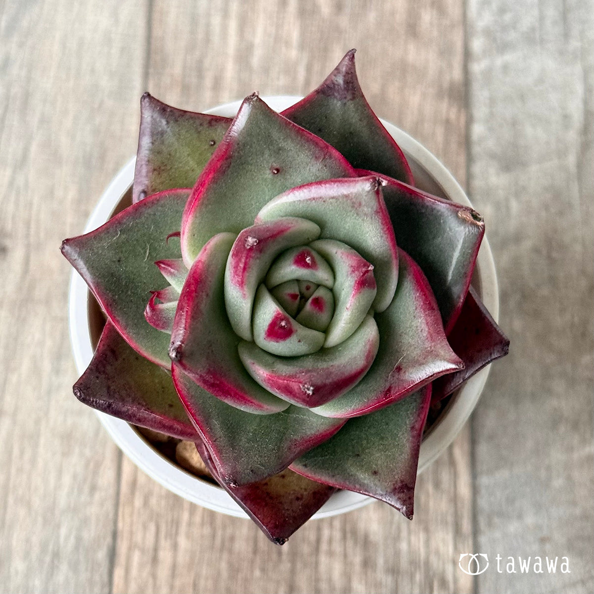 ＊新入荷＊　ステラ