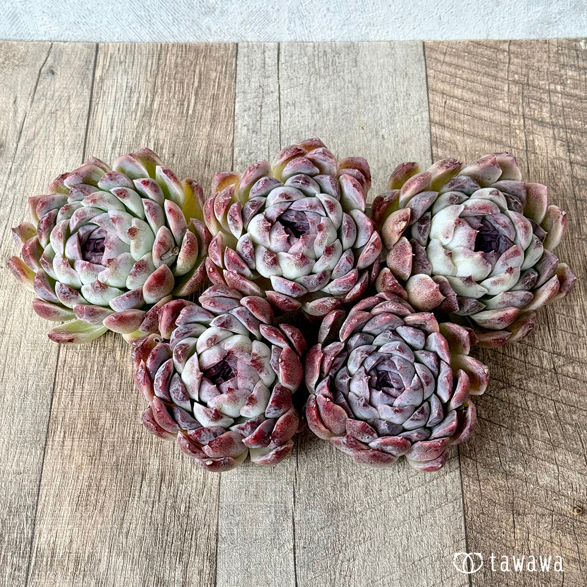 ＊新入荷＊　スジ