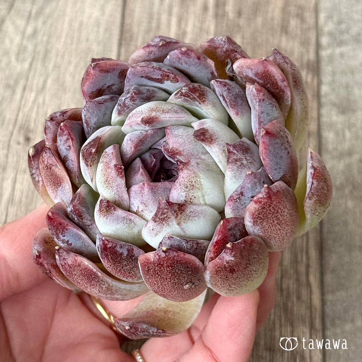 ＊新入荷＊　スジ