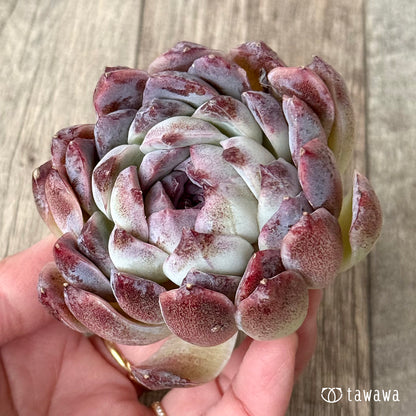 ＊新入荷＊　スジ