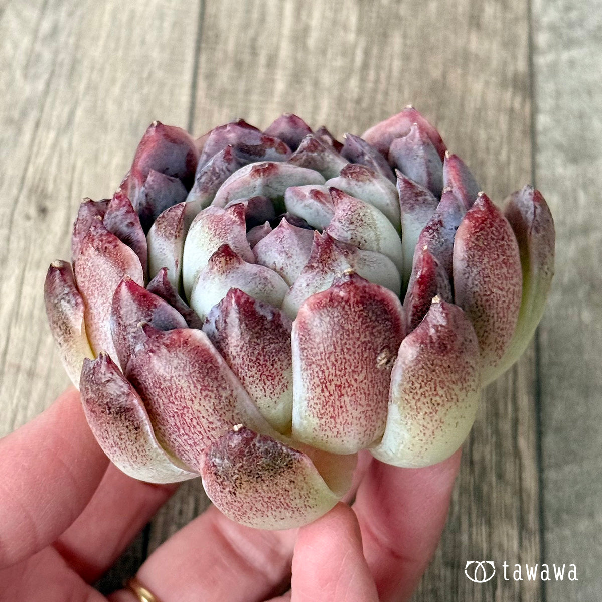 ＊新入荷＊　スジ