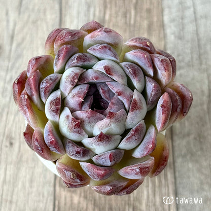 ＊新入荷＊　スジ