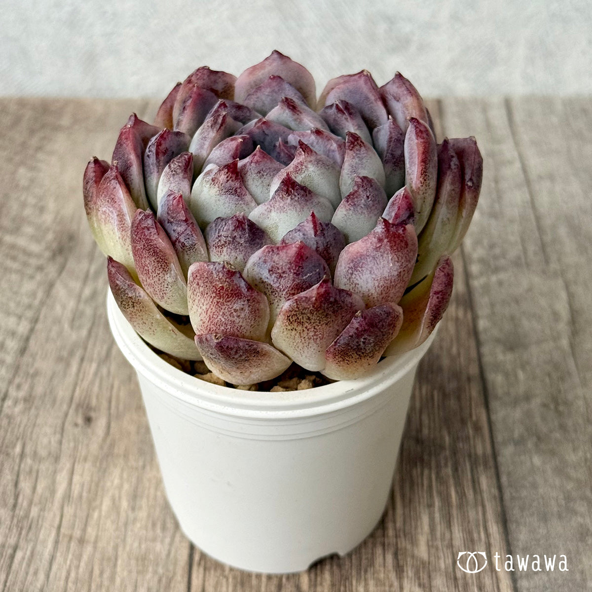 ＊新入荷＊　スジ