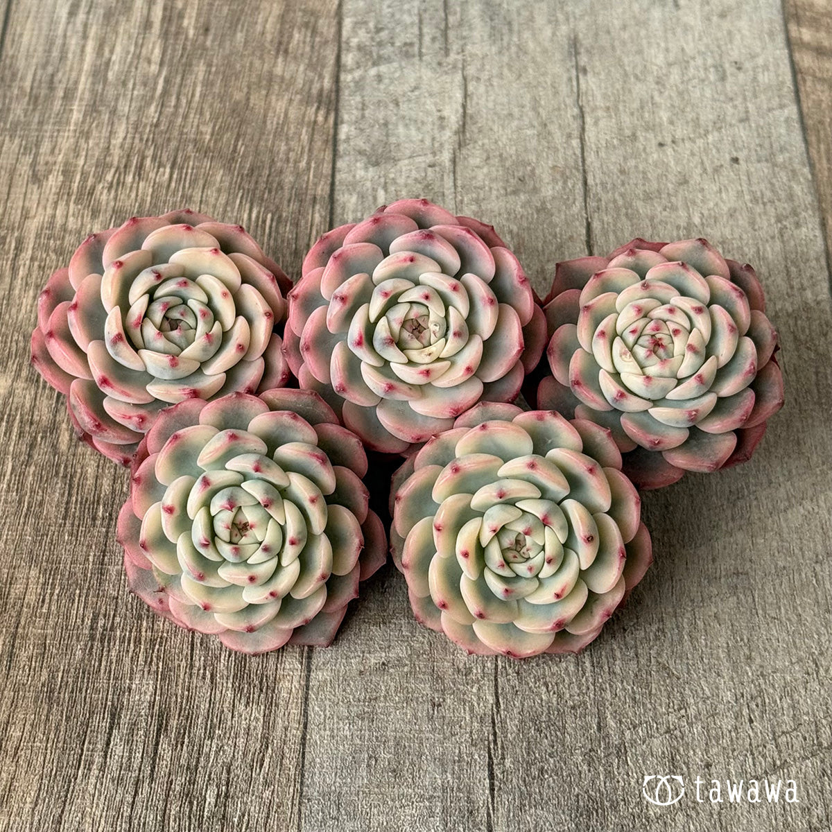 ＊新入荷＊　ミニマ錦（約4センチ）