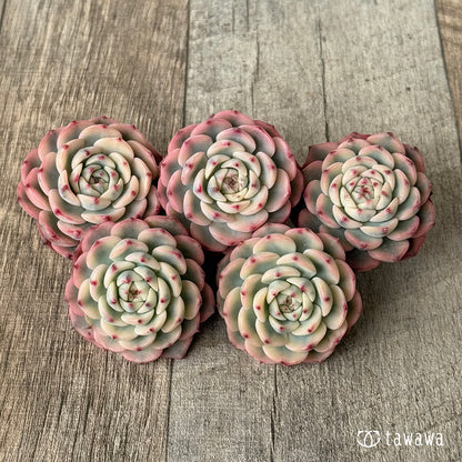 ＊新入荷＊　ミニマ錦（約4センチ）