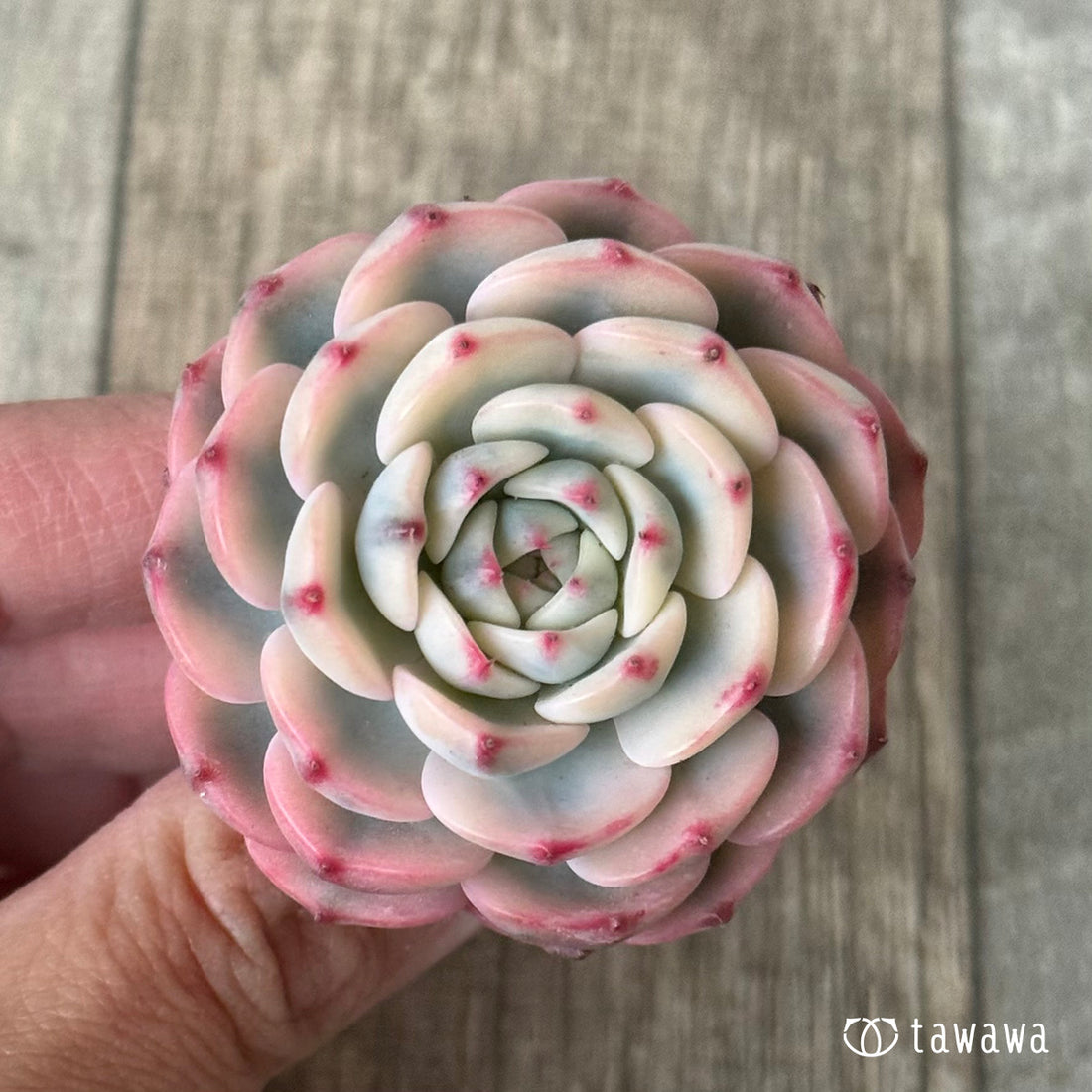 ＊新入荷＊　ミニマ錦（約4センチ）