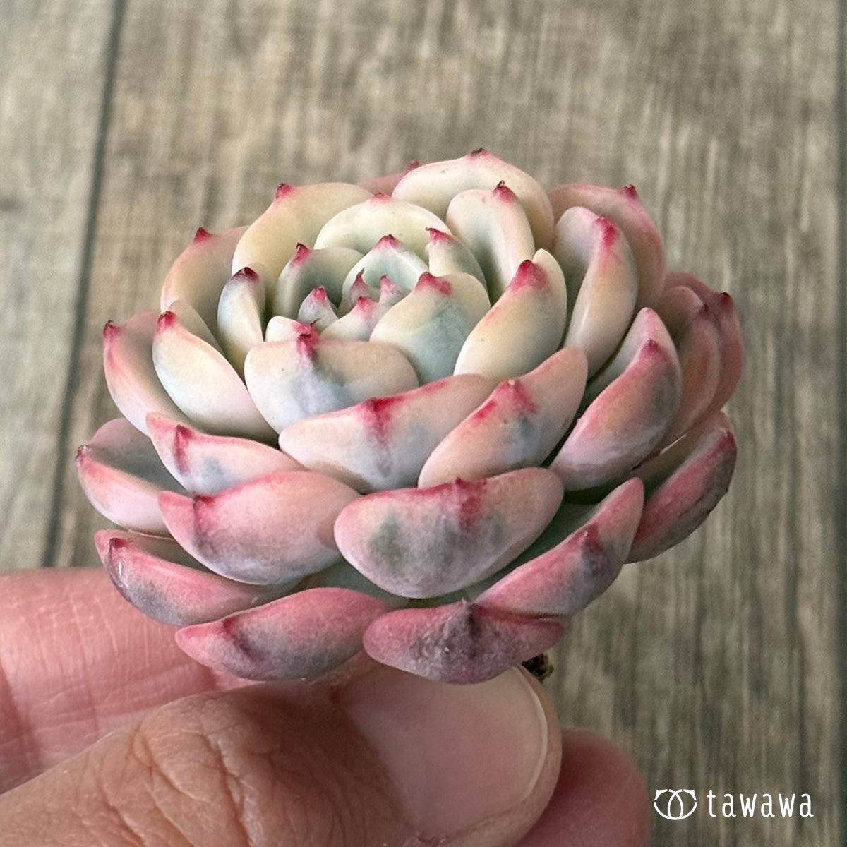 新入荷＊ ミニマ錦（約4センチ） – 多肉植物の通販・販売サイト tawawa