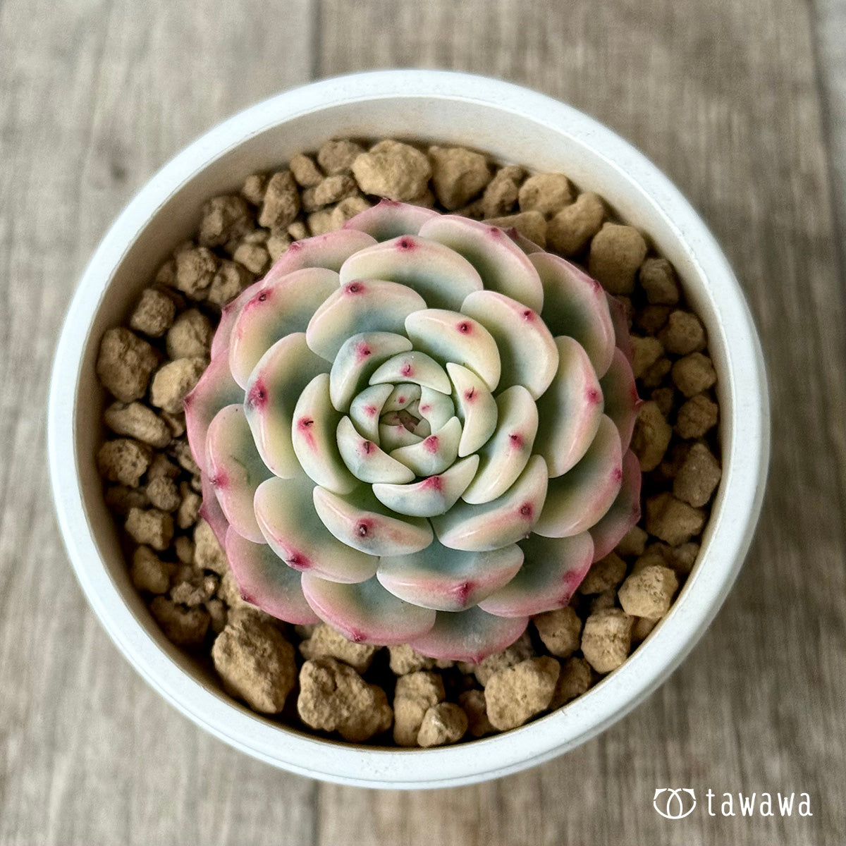 新入荷＊ ミニマ錦（約4センチ） – 多肉植物の通販・販売サイト tawawa