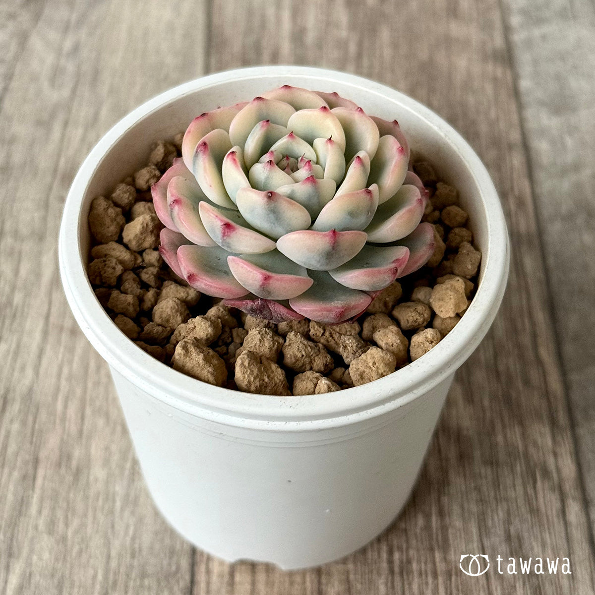 新入荷＊ ミニマ錦（約4センチ） – 多肉植物の通販・販売サイト tawawa