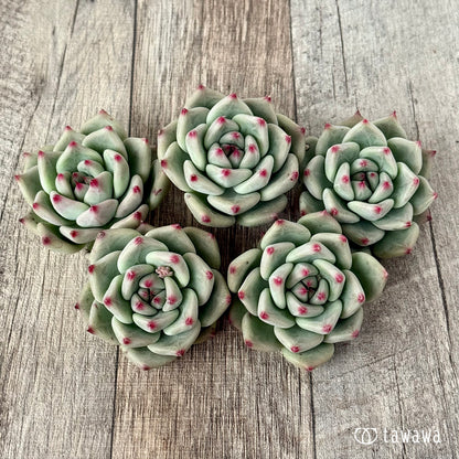 ＊新入荷＊　シャキノ