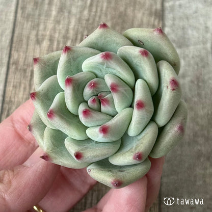 ＊新入荷＊　シャキノ