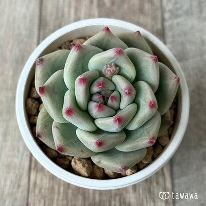 ＊新入荷＊　シャキノ