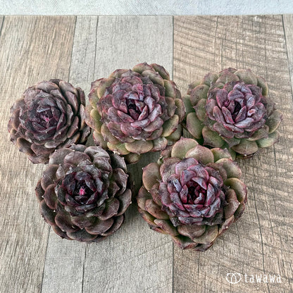 ＊新入荷＊　ブラックココ