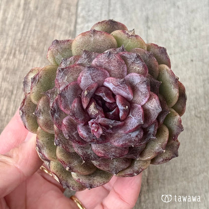 ＊新入荷＊　ブラックココ