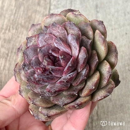 ＊新入荷＊　ブラックココ