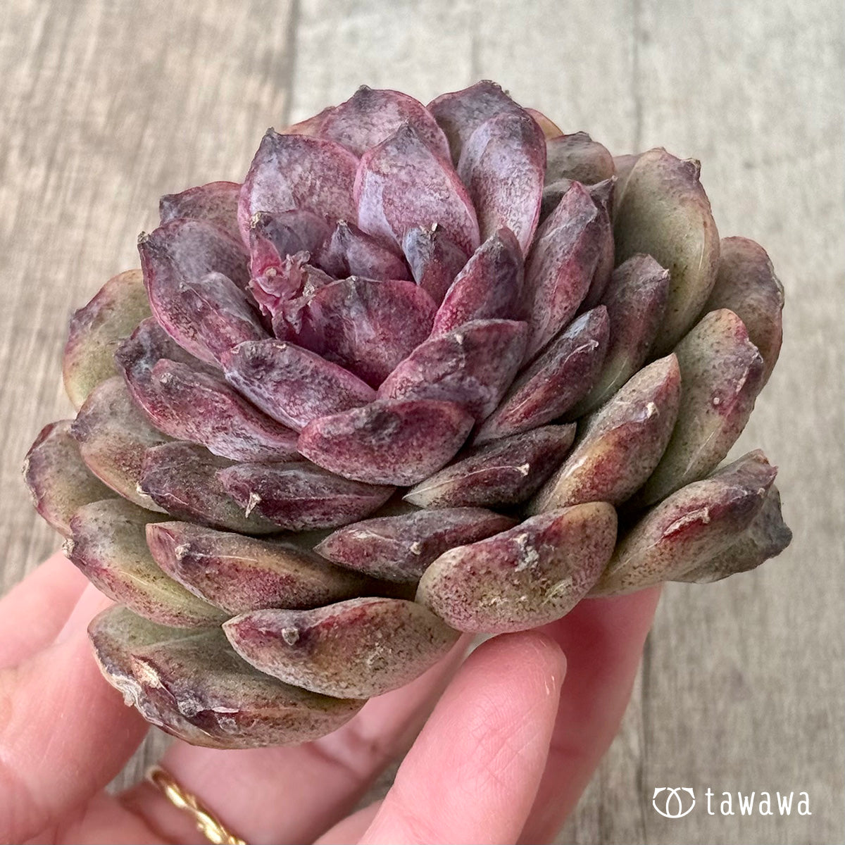 ＊新入荷＊　ブラックココ