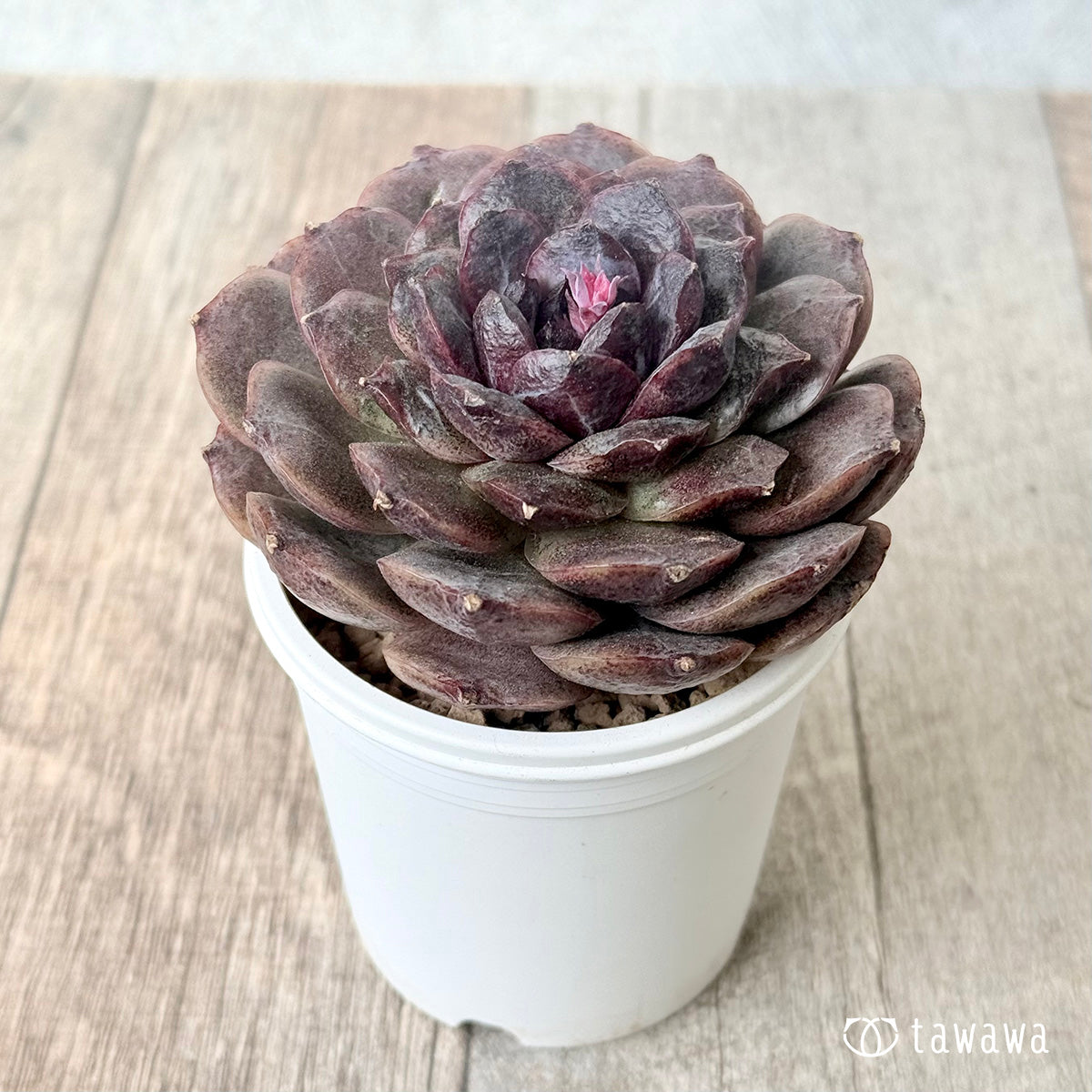 ＊新入荷＊　ブラックココ