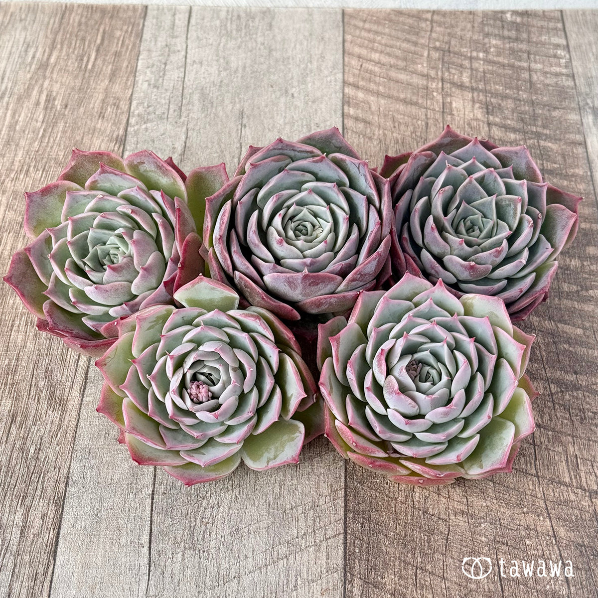 ＊新入荷＊　スーパーソニック