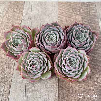 ＊新入荷＊　スーパーソニック