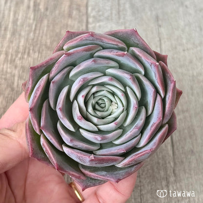 ＊新入荷＊　スーパーソニック