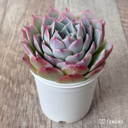 ＊新入荷＊　スーパーソニック