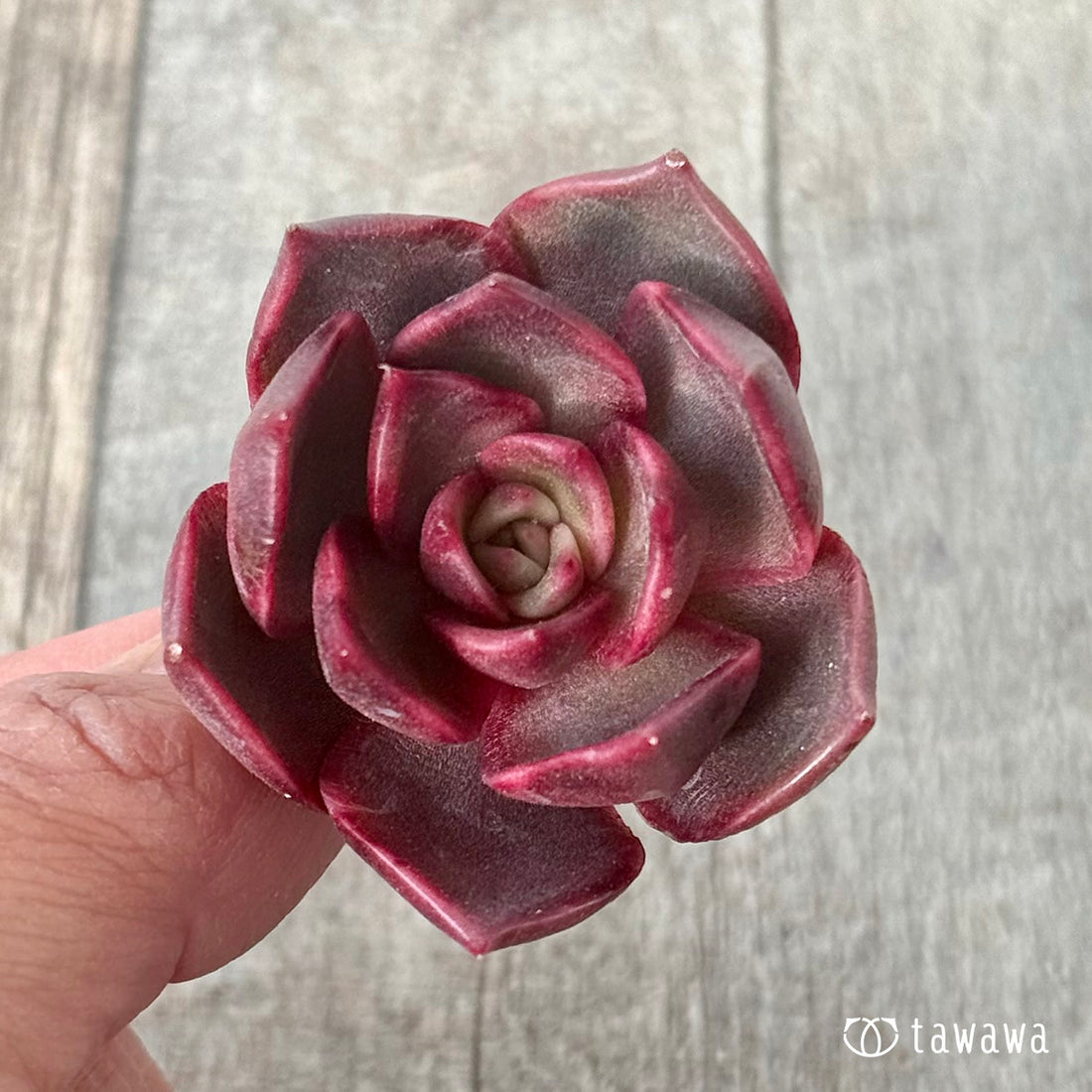 ＊新入荷＊　レイニー