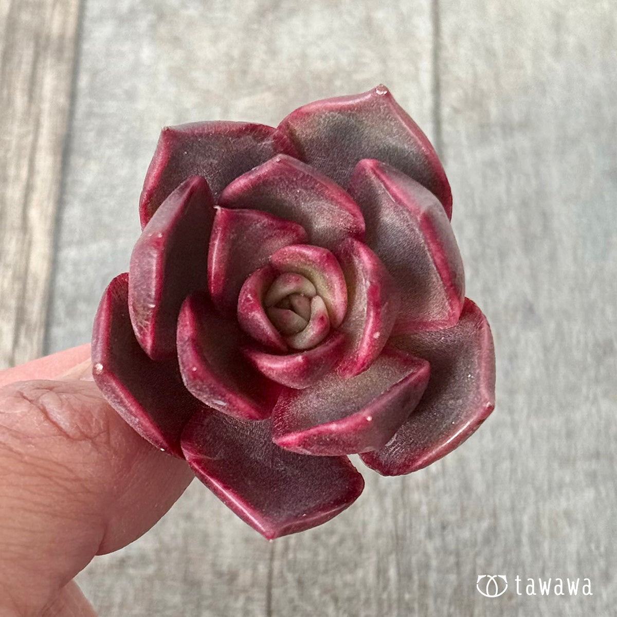 ＊新入荷＊　レイニー