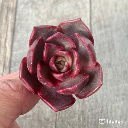 ＊新入荷＊　レイニー